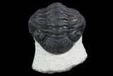 Morocops Trilobite - Visible Eye Facets #120082-4